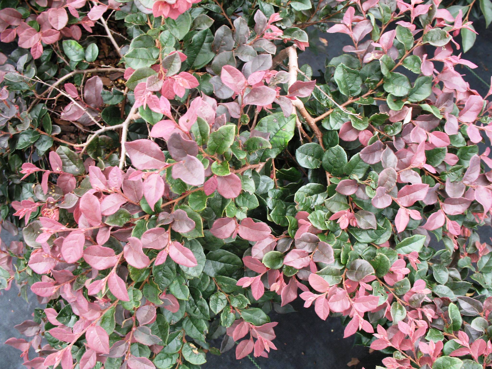 Loropetalum chinense 'Ruby'   / Loropetalum chinense 'Ruby'  