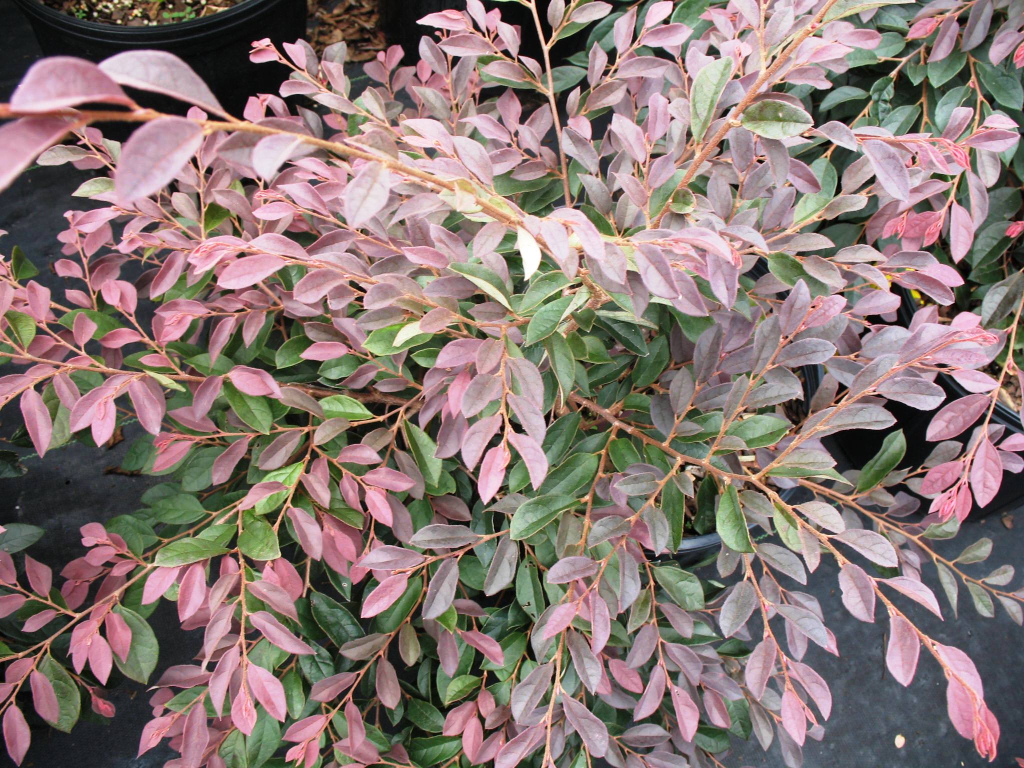 Loropetalum chinense 'Zhuzhou'   / Fuchsia Chinese Loropetalum