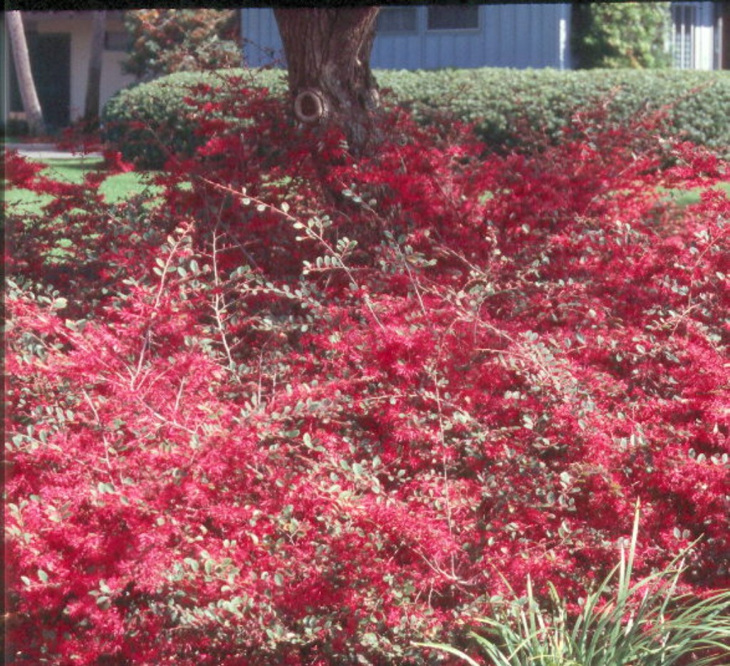 Loropetalum chinense / Loropetalum chinense