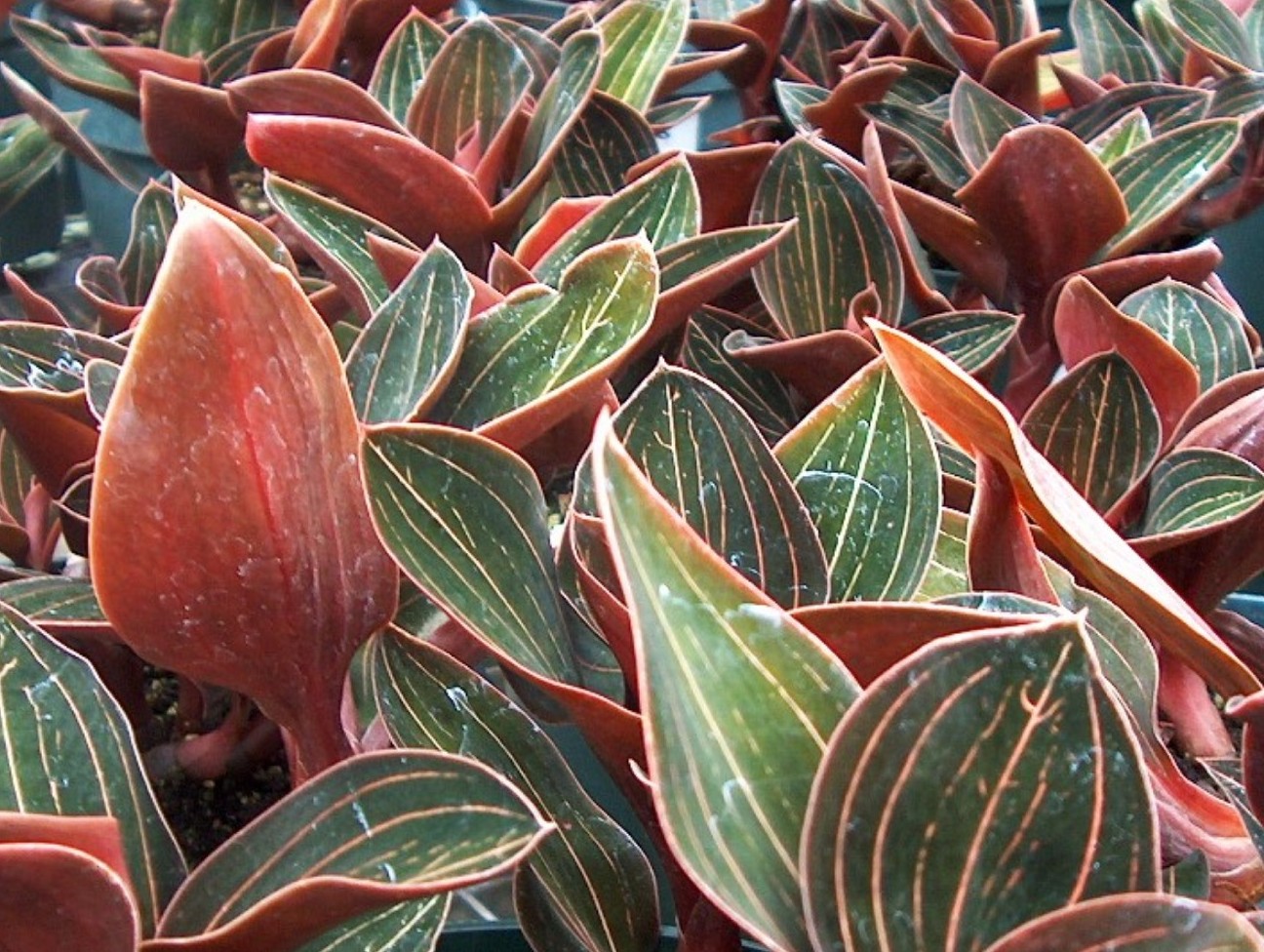 Ludisia discolor  / Jewel Orchid