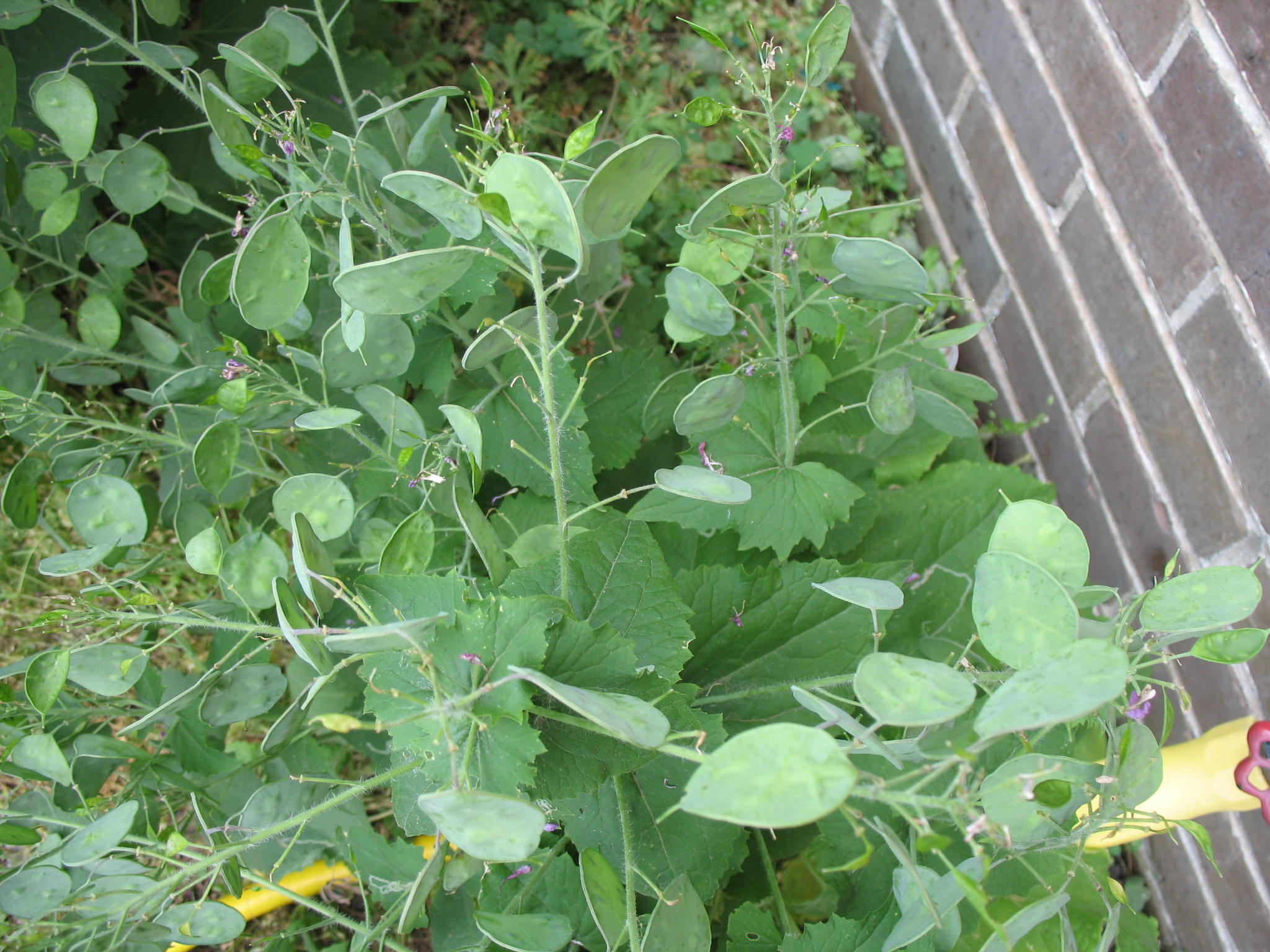 Lunaria biennis  / Money Plant