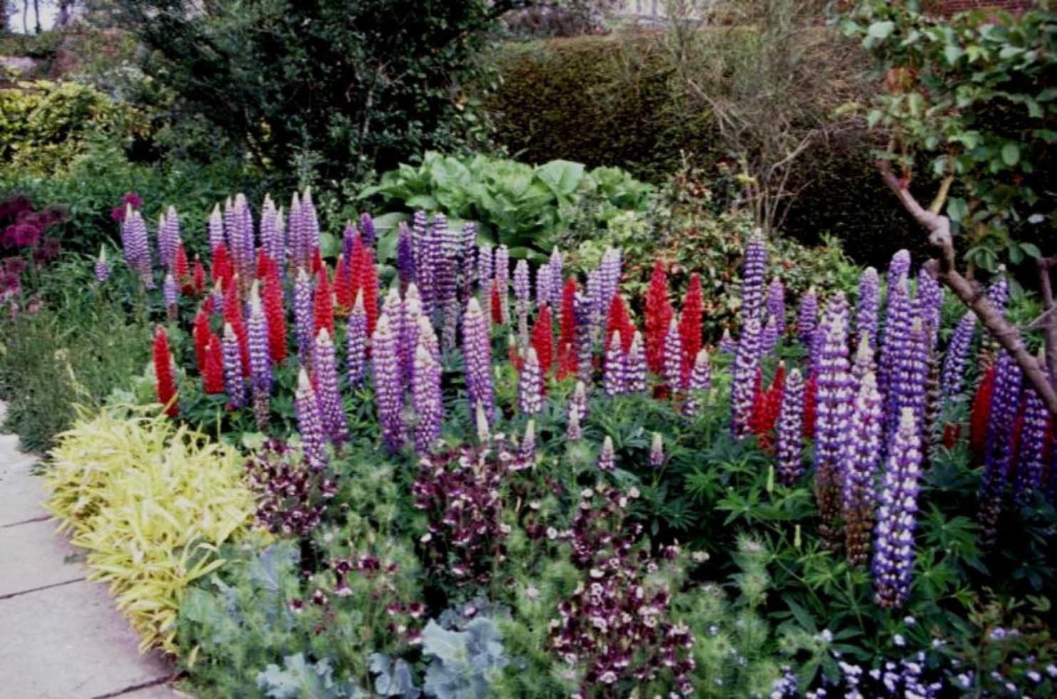 Lupinus species   / Lupinus species  