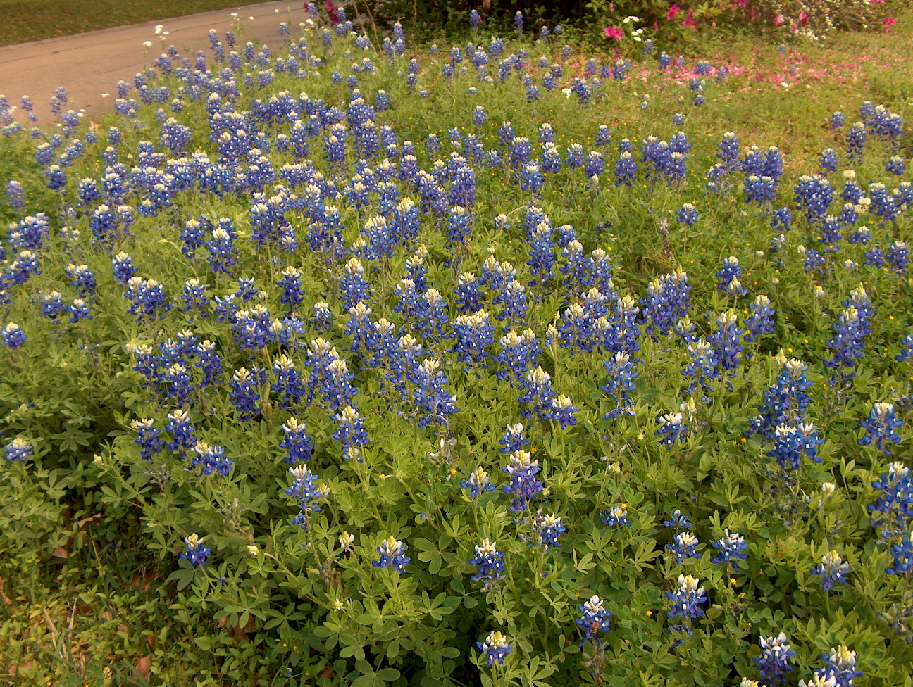 Lupinus texensis  / Lupinus texensis 