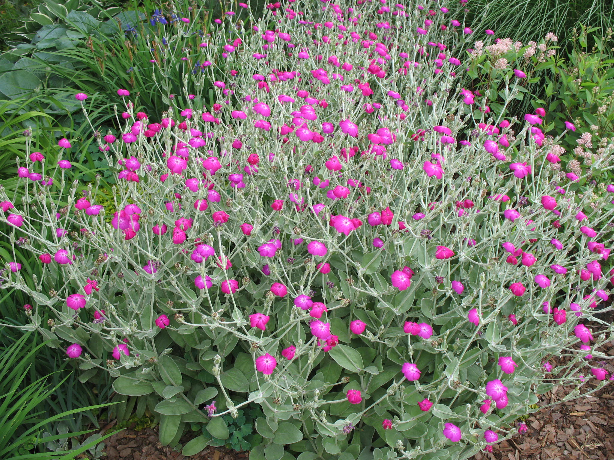 Lychnis coronaria  / Rose Campion