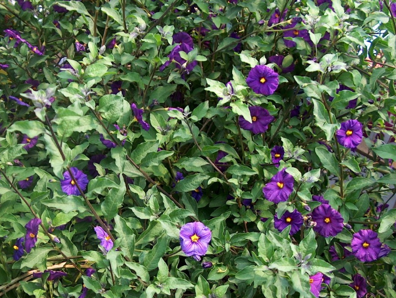 Lycianthes rantonnetii 'Royal Robe'  / Blue Potato Bush