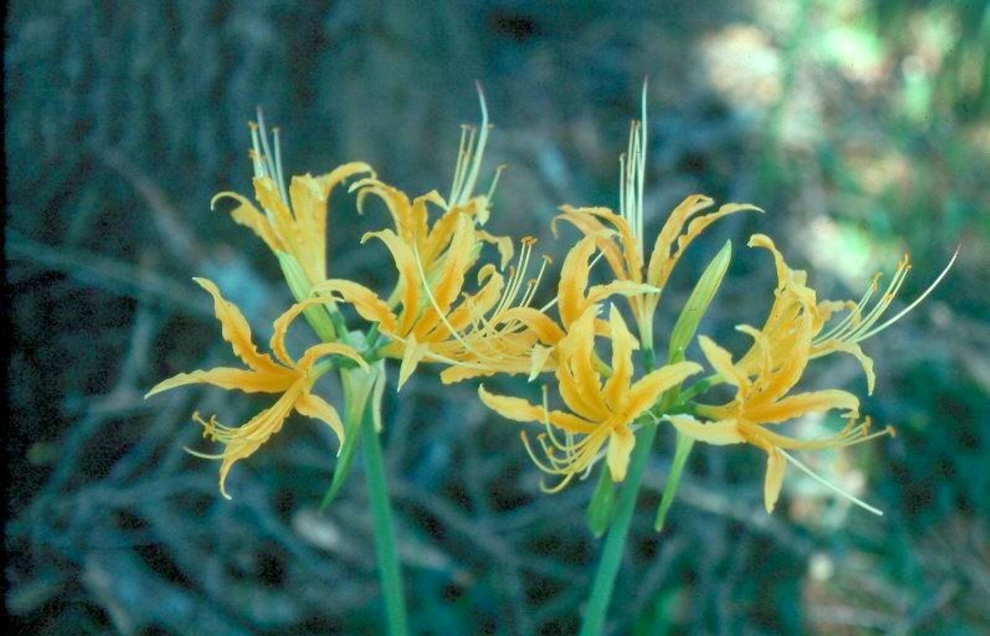 Lycoris africana  / Golden Hurricane Lily