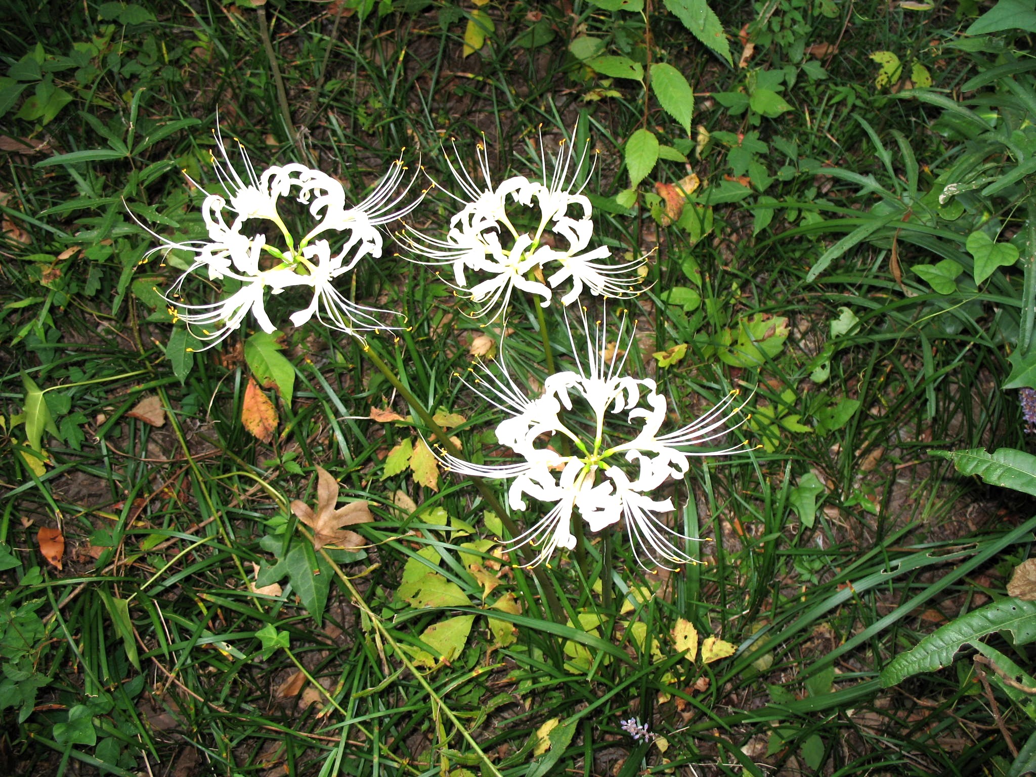 Lycoris radiata 'Alba'   / White Lycoris