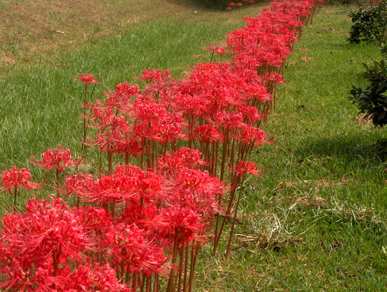 Lycoris radiata / Lycoris