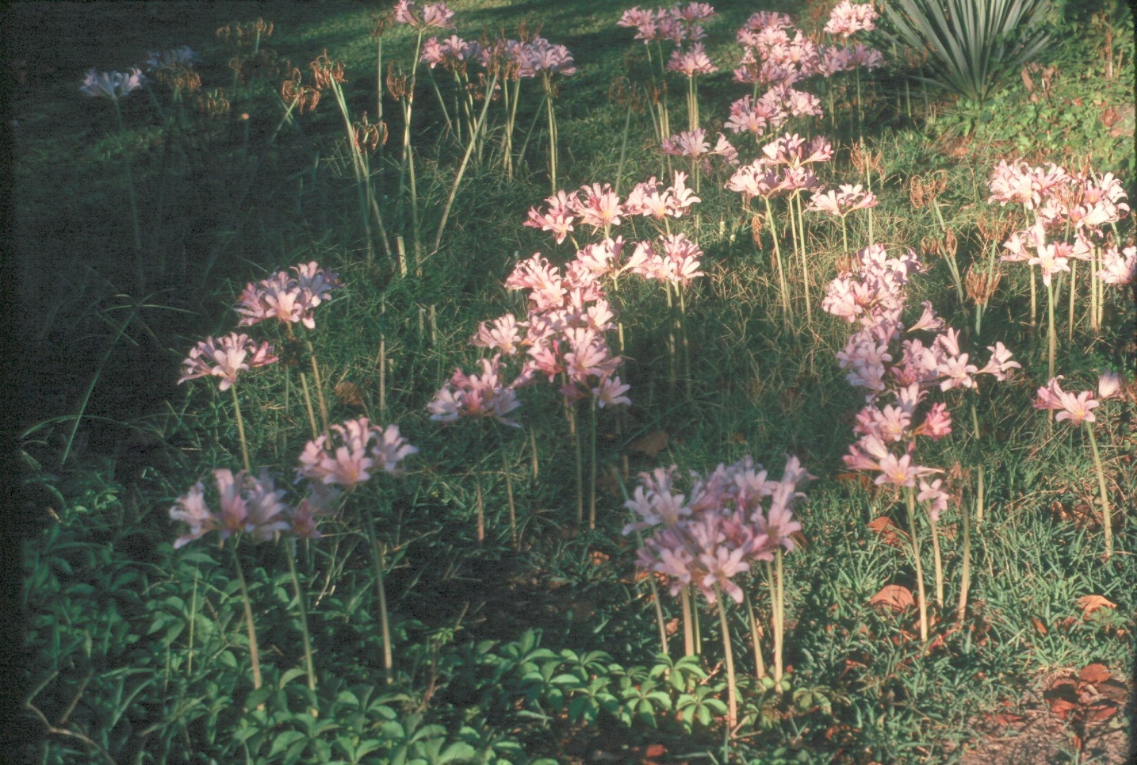 Lycoris squamigera  / Surprise Lily