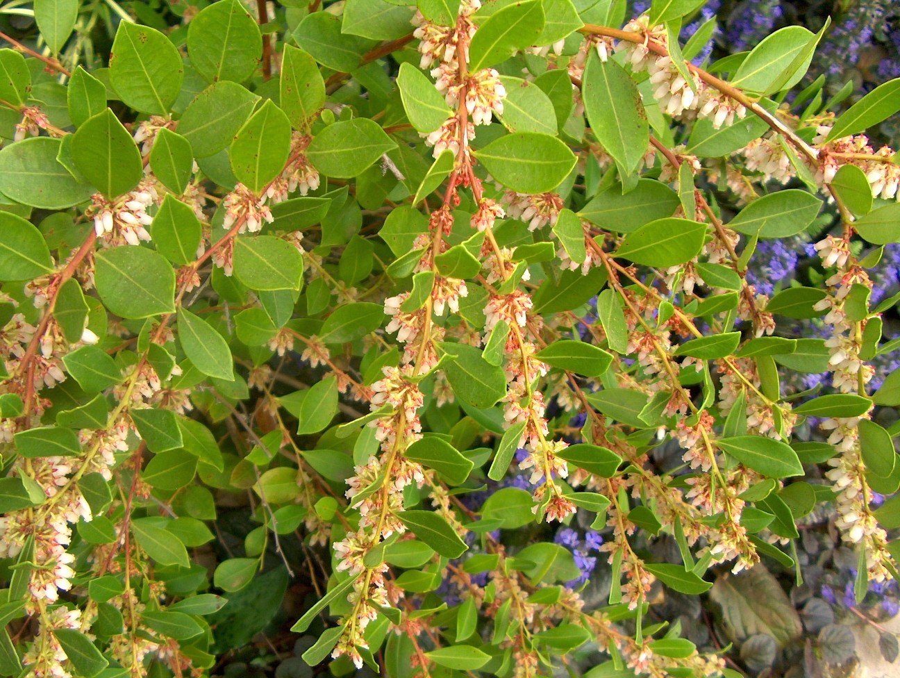 Lyonia lucida / Fetterbush