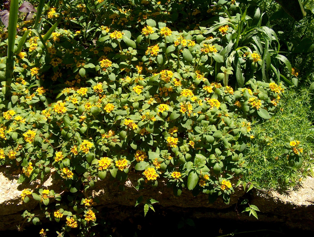 Lysimachia congestiflora / Lysimachia congestiflora