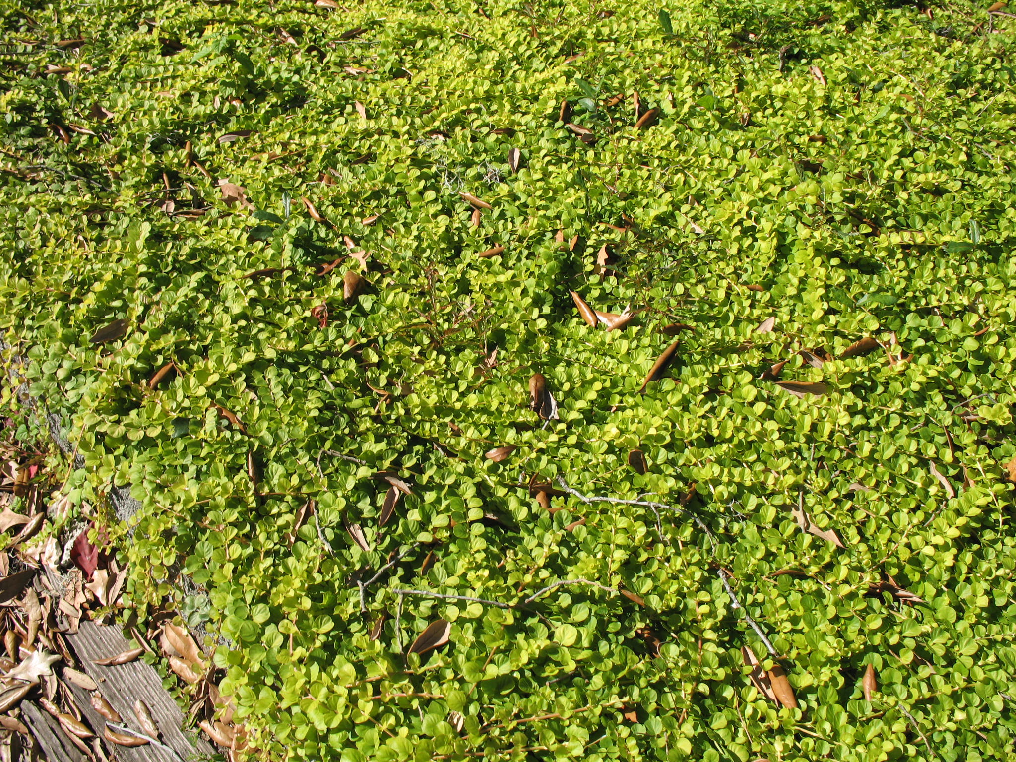 Lysimachia nummularia / Creeping Jenny