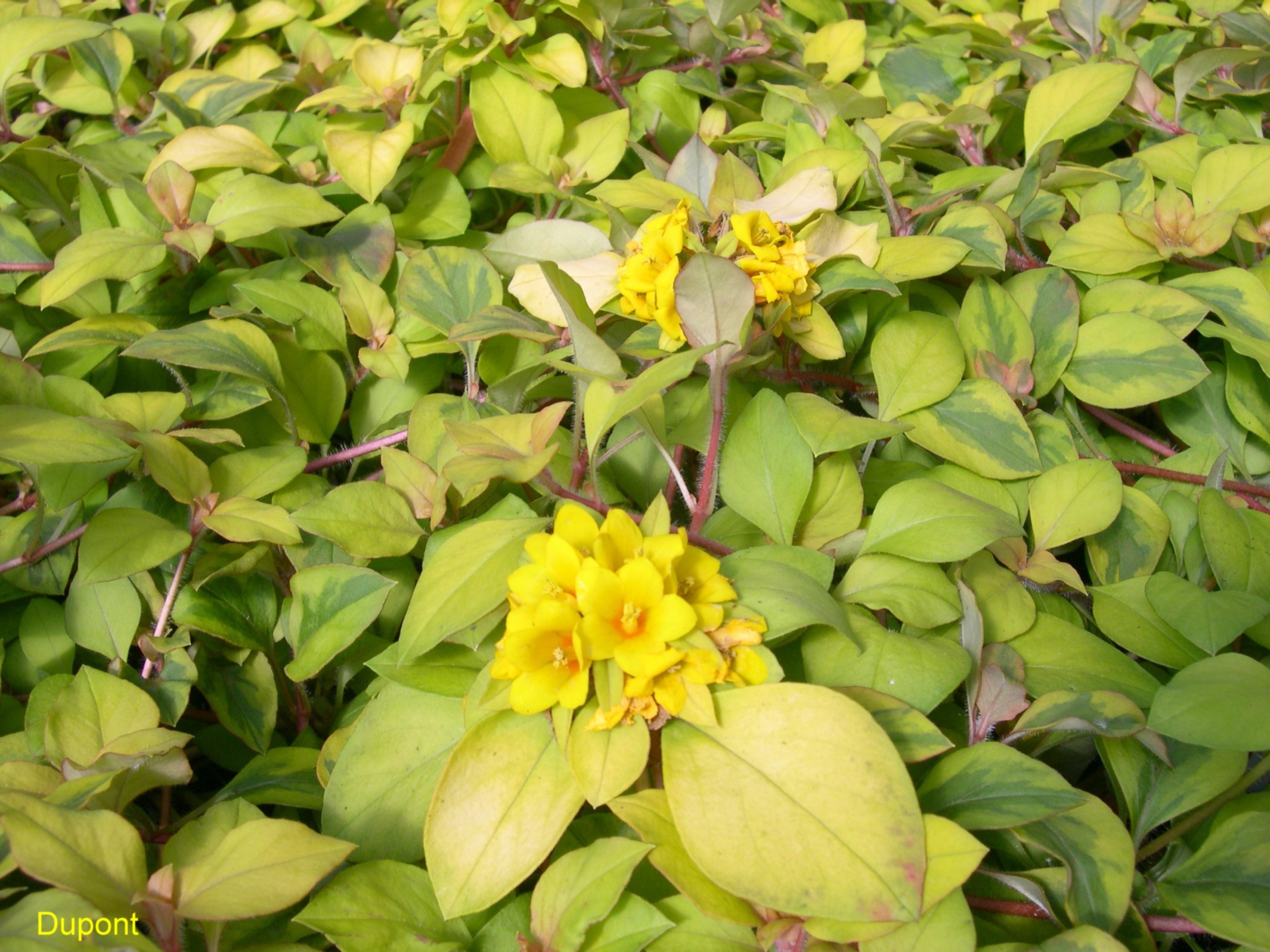 Lysimachia procumbens 'Aurea' / Lysimachia procumbens 'Aurea'