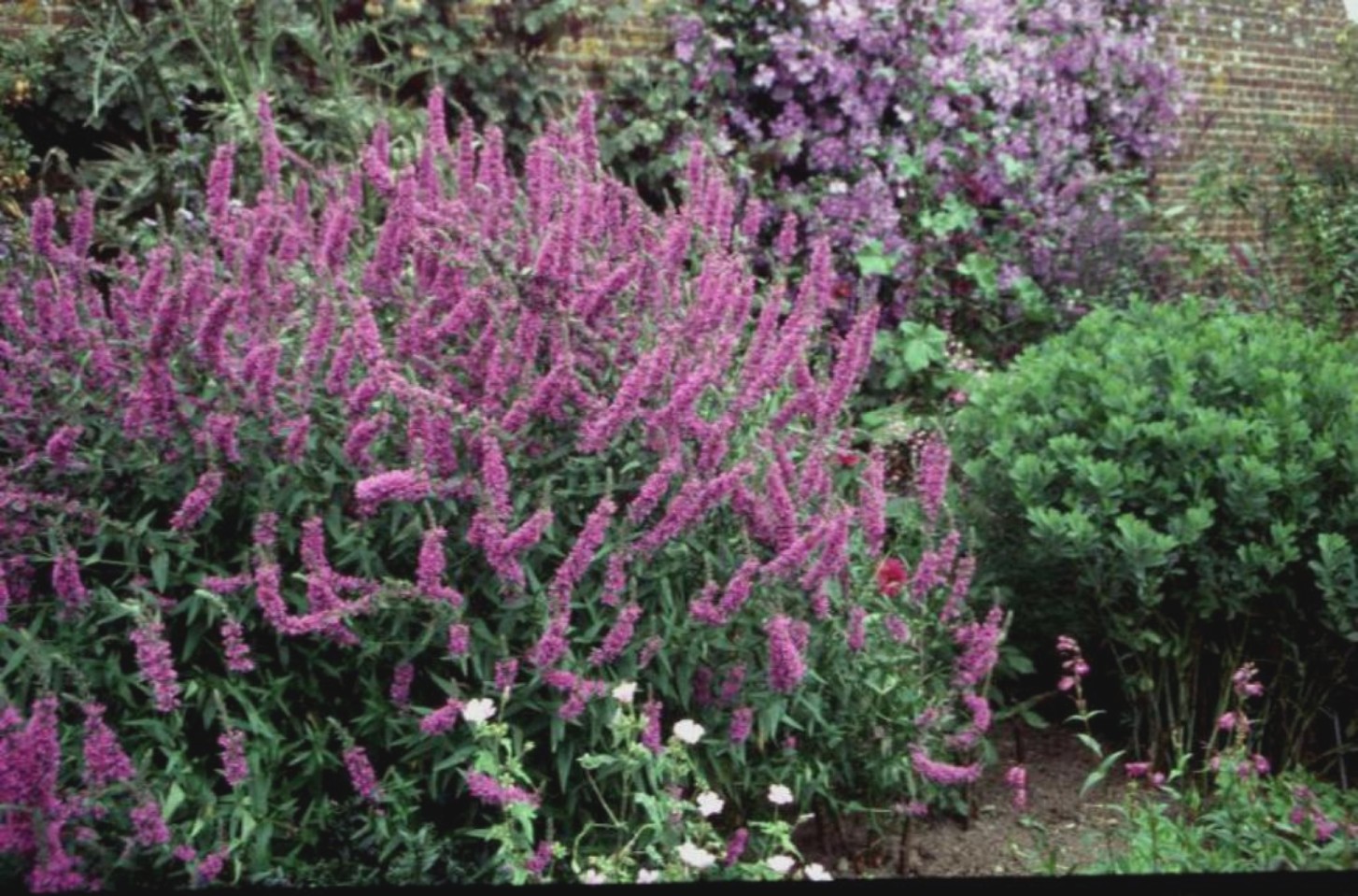 Lythrum salicaria / Purple Loosestripe
