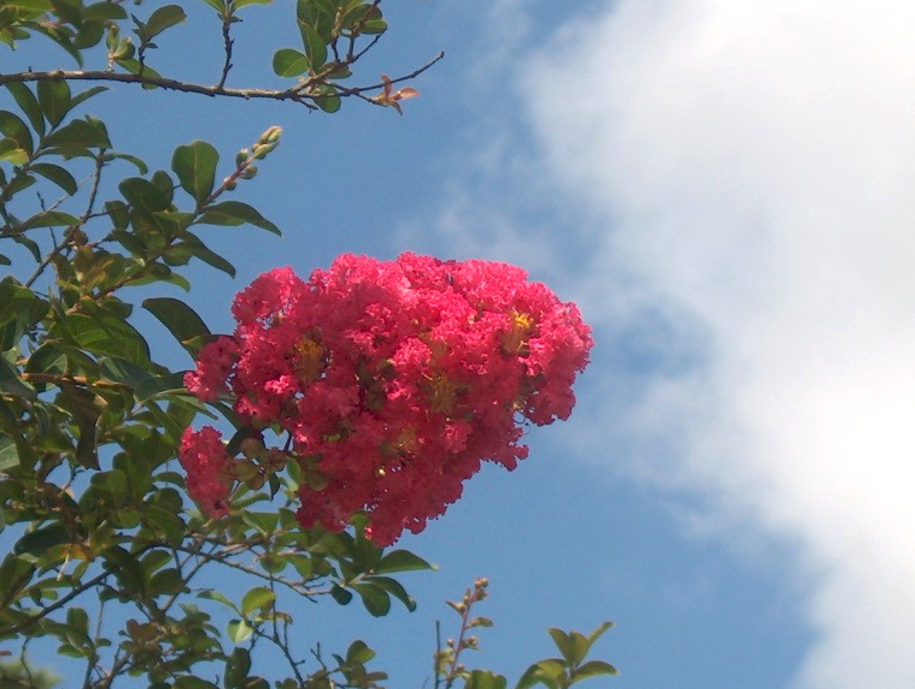 Lagerstroemia indica 'Byer's Red' / Byers Red Crape Myrtle