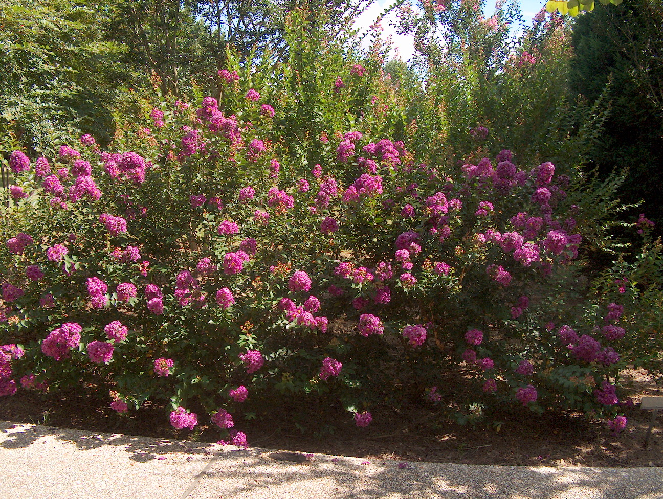 Lagerstroemia indica 'Centennial'  / Centennial Crape Myrtle