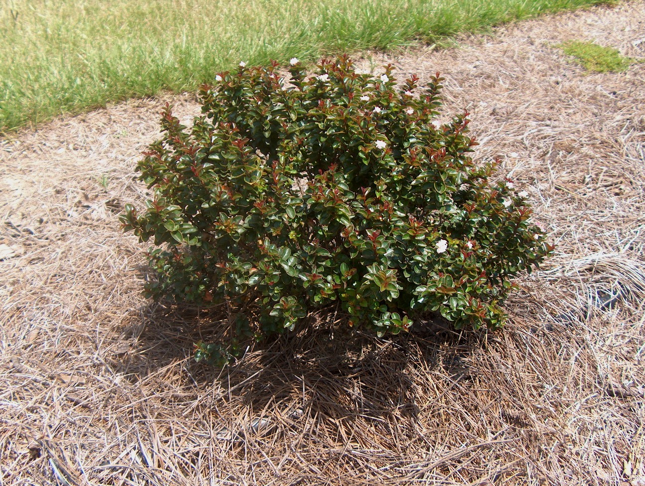 Lagerstroemia 'Ruby Dazzle' / Lagerstroemia 'Ruby Dazzle'