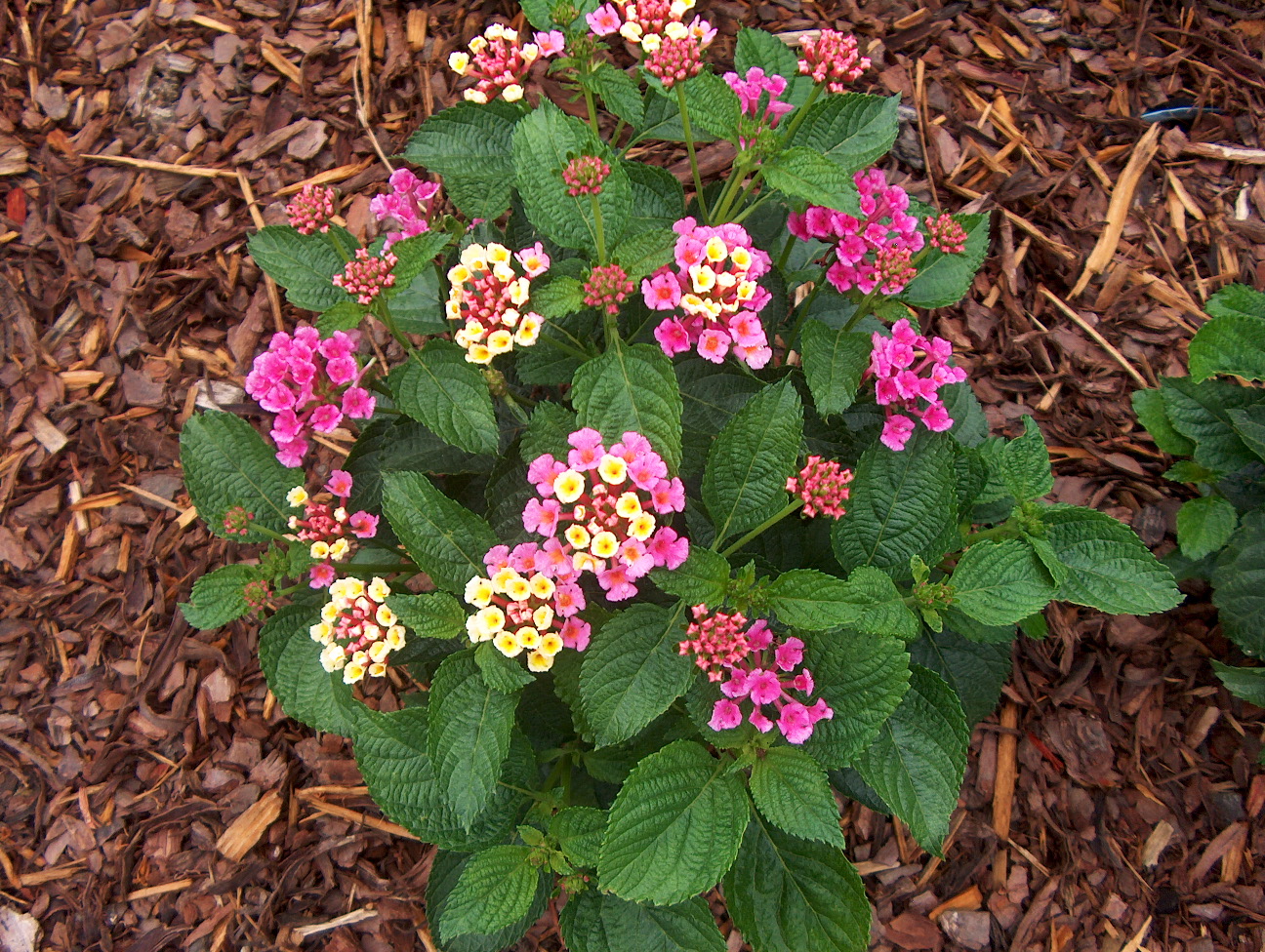 Lantana camara 'Bandana Rose' / Bandana Rose Lantana