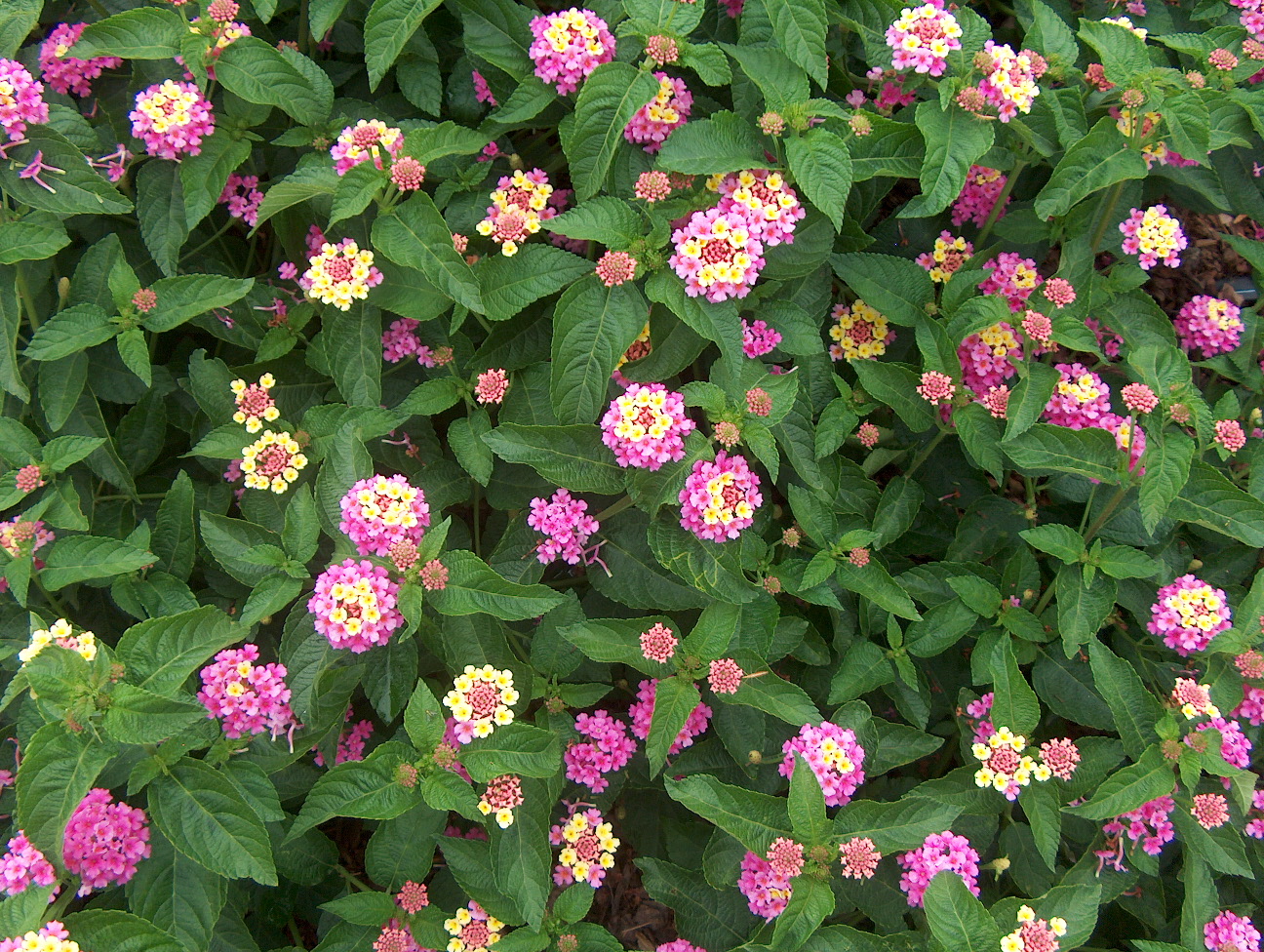 Lantana camara 'Landmark Rose Glow Improved' / Lantana camara 'Landmark Rose Glow Improved'