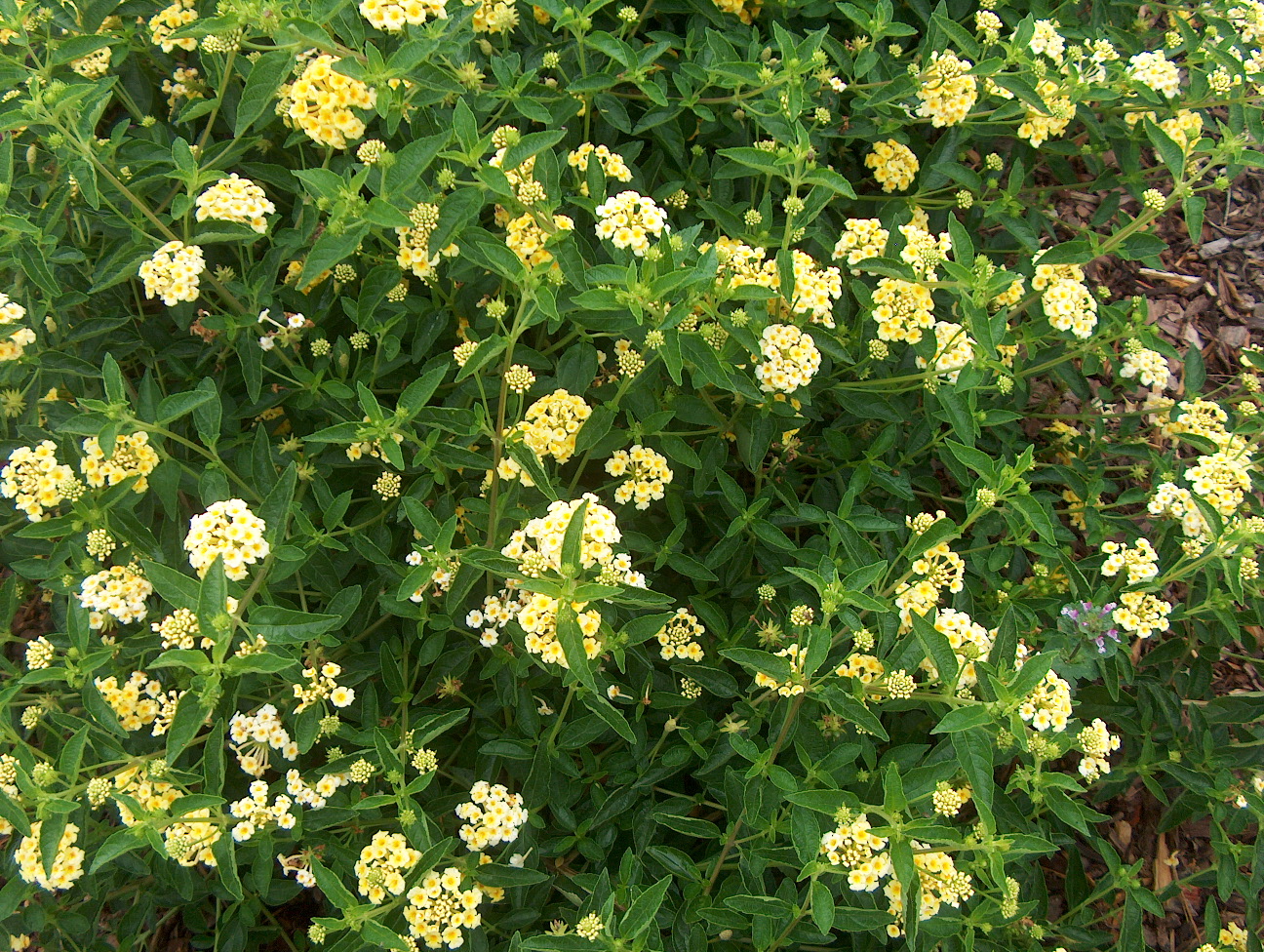 Lantana camara 'Patriot Jo's Chief' / Patriot Jo's Chief Lantana