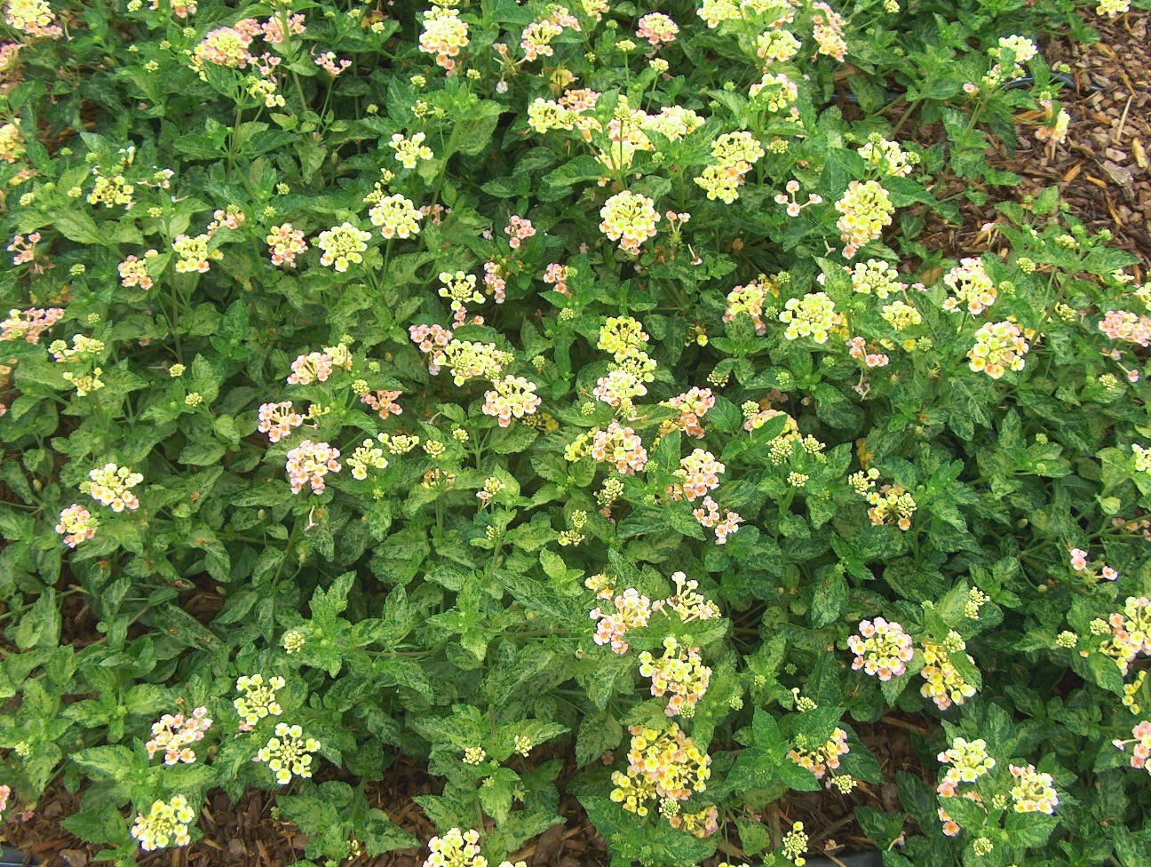 Lantana camara 'Tropical Fruit' / Tropical Fruit Lantana