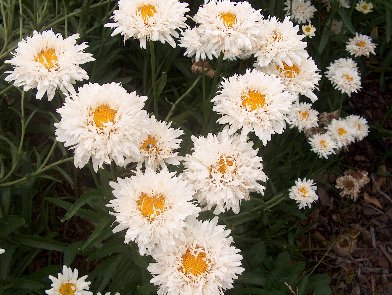 Leucanthemum x superbum 'Crazy Daisy' / Leucanthemum x superbum 'Crazy Daisy'