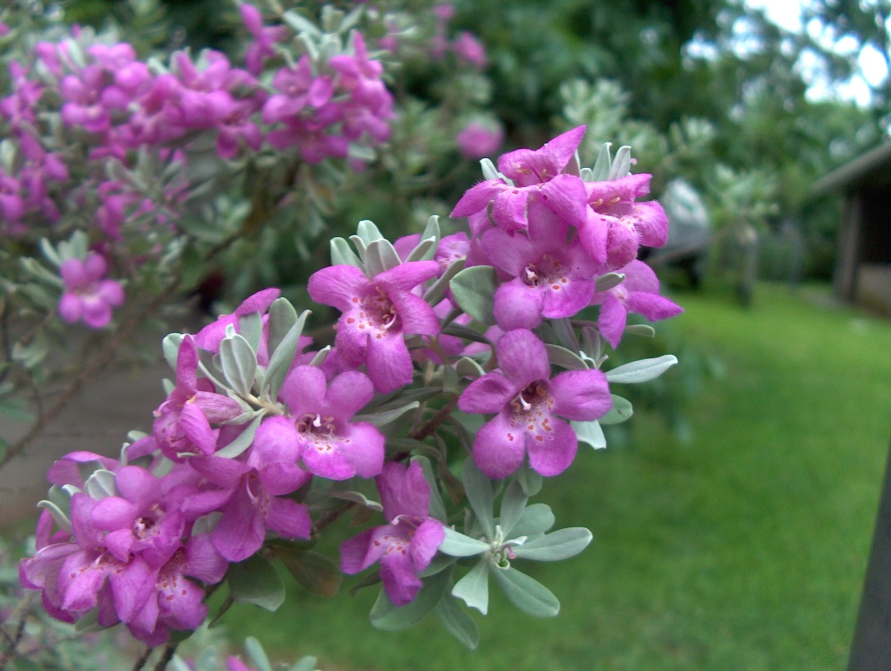 Leucophyllum frutescens  / Texas Sage