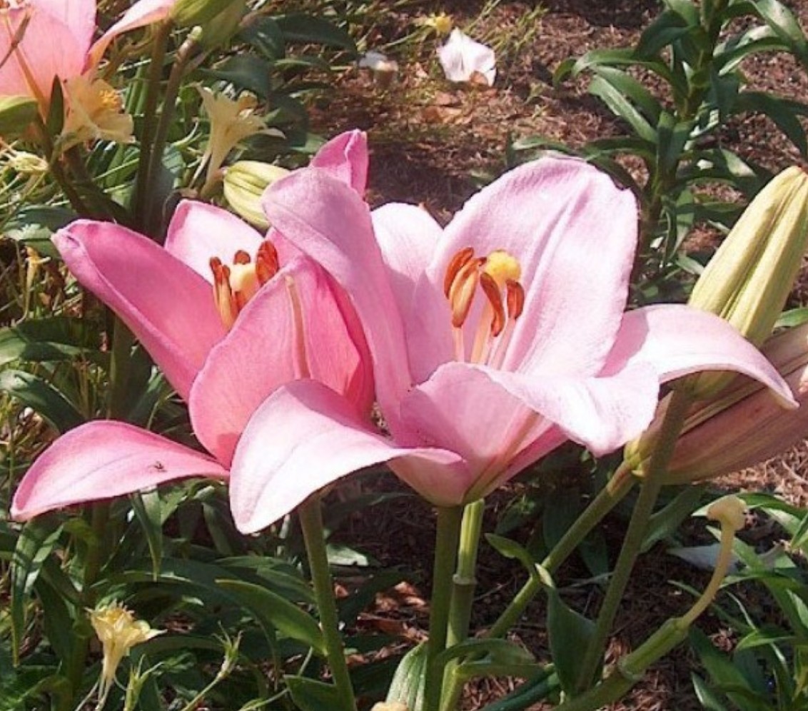 Lilium 'Algarve'  / Lilium 'Algarve' 