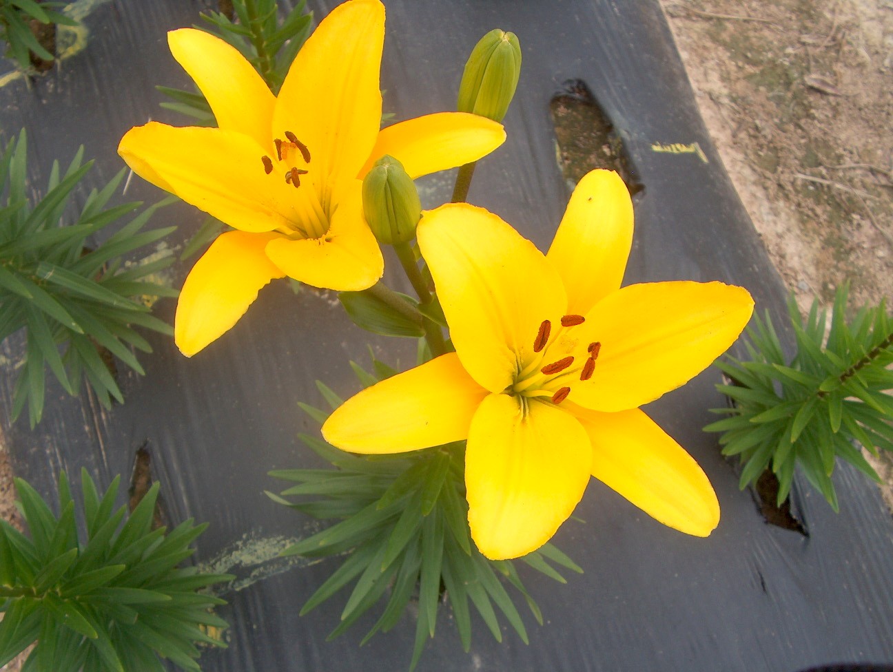 Lilium 'Gironde' / Lilium 'Gironde'