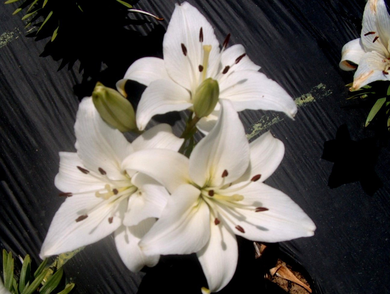 Lilium 'Navona' / Navona Lily