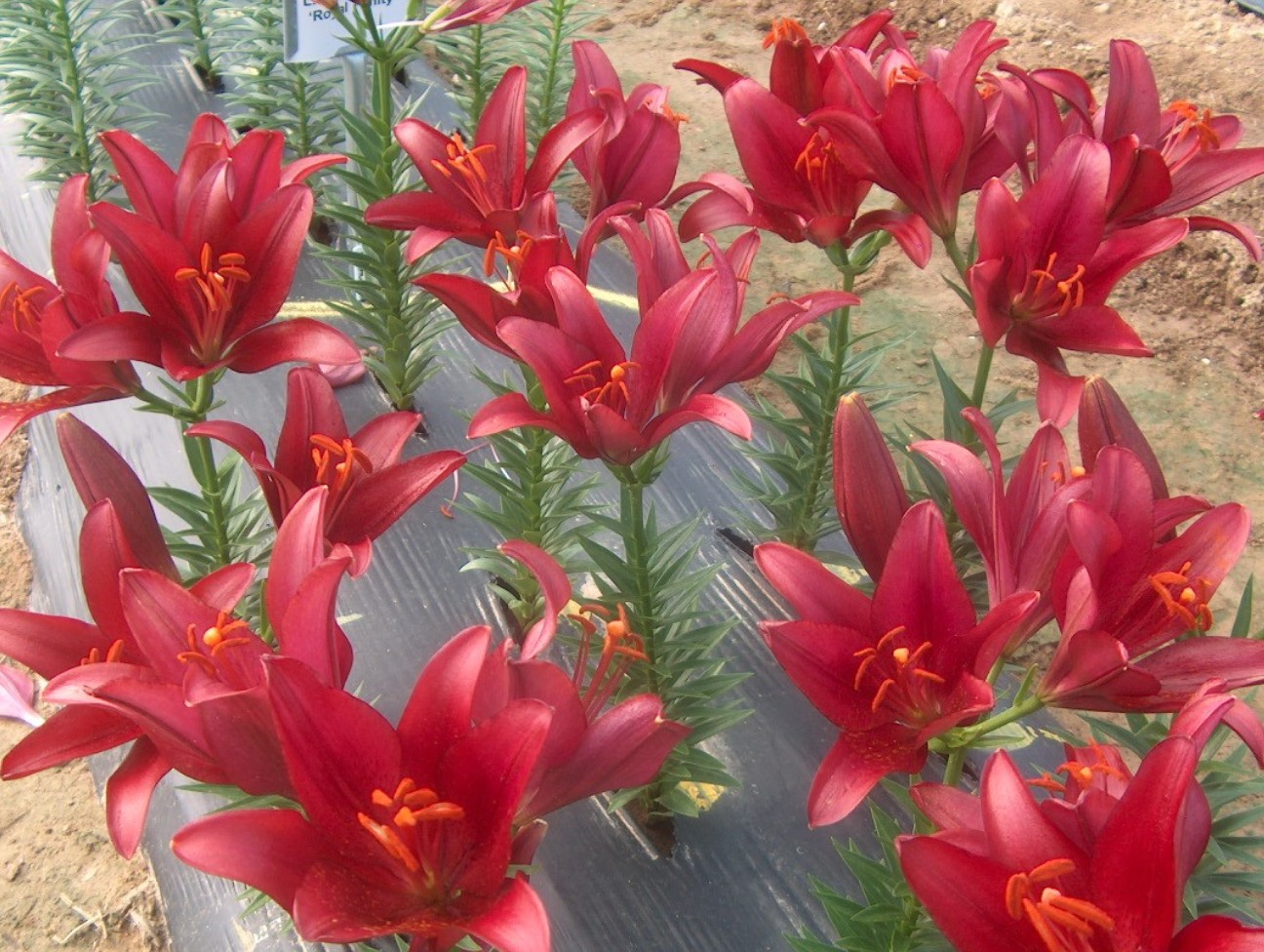 Lilium 'Red Alert' / Red Alert Lily