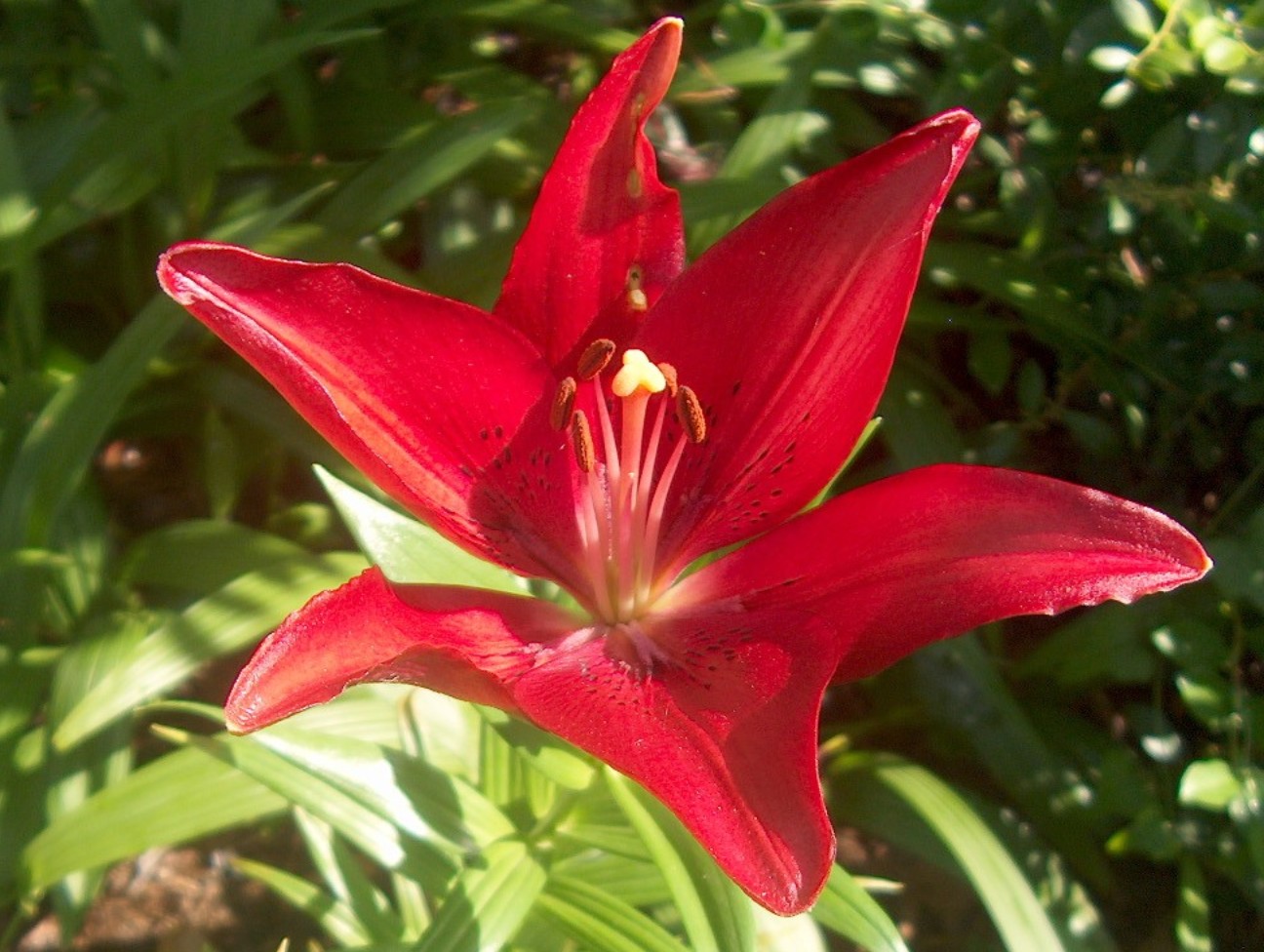 Lilium 'Rodela'   / Lilium 'Rodela'  