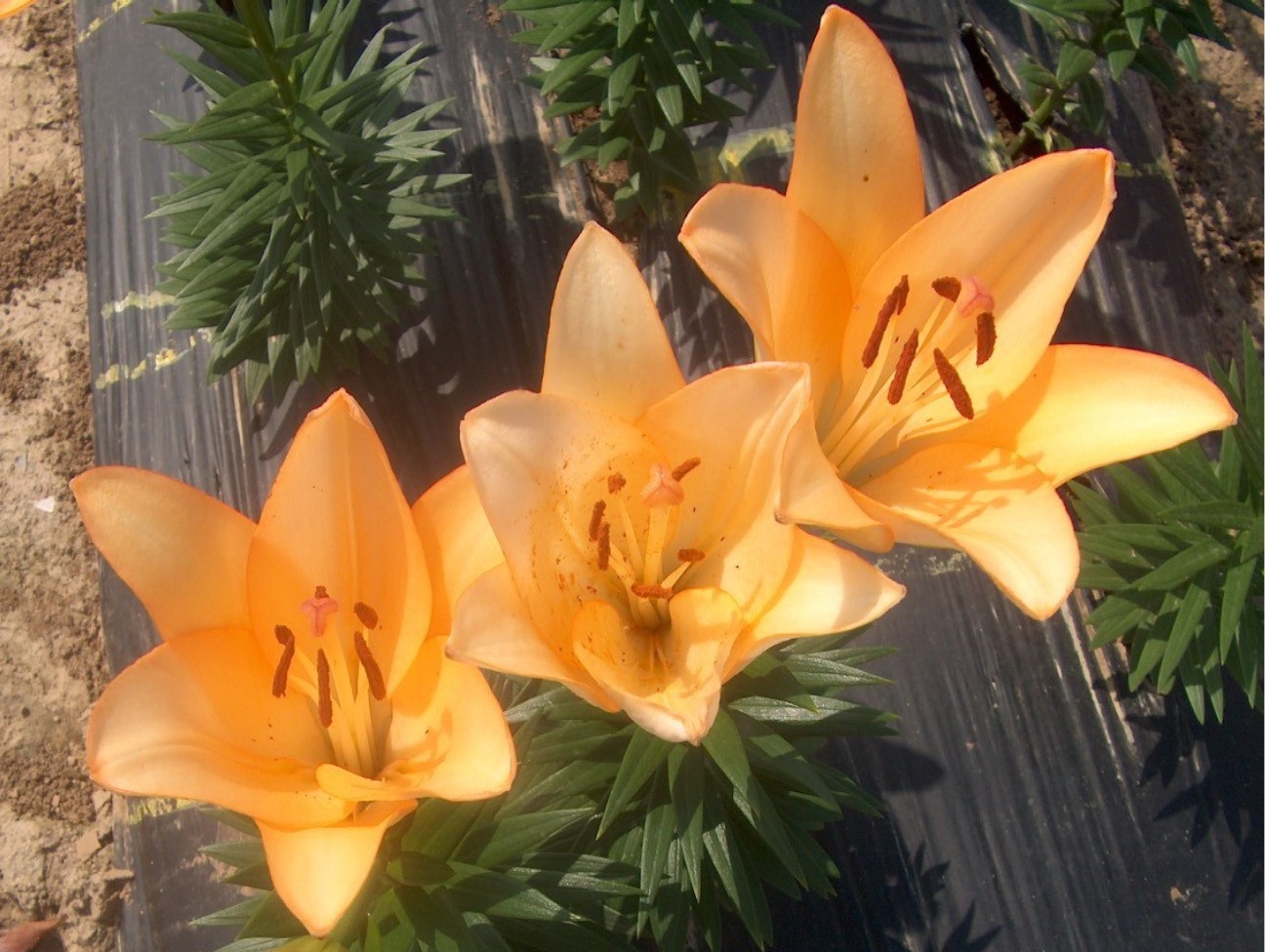 Lilium 'Royal Trinity'   / Royal Trinity Lily