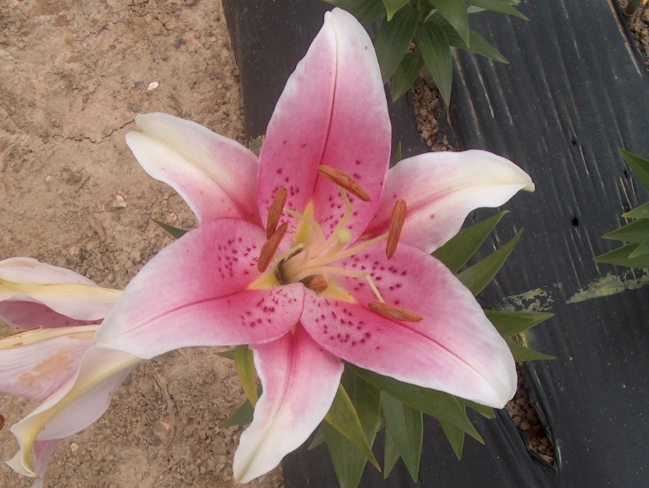 Lilium 'Sorbonne' / Sorbonne Lily