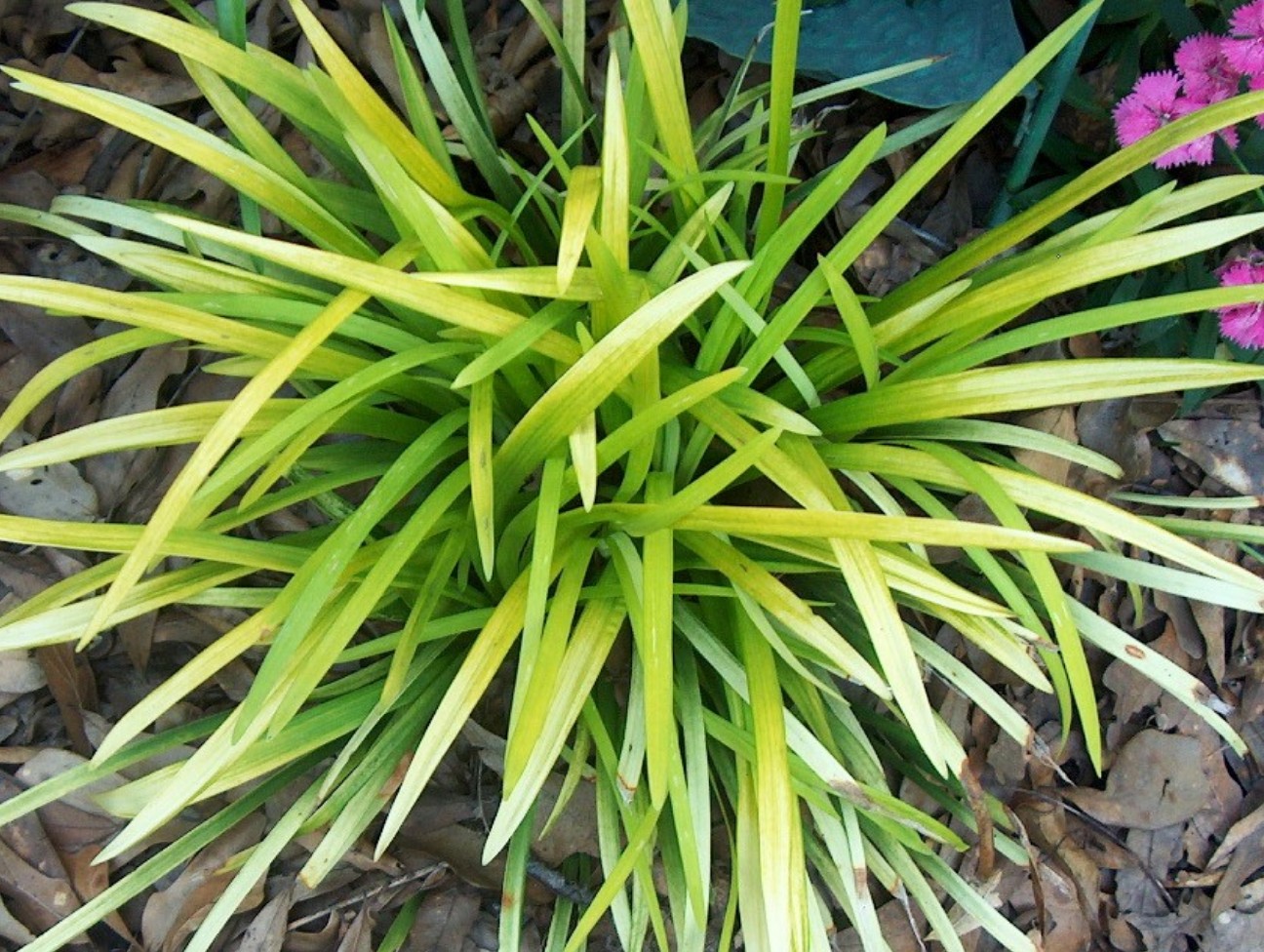 Liriope muscari 'Pee Dee Gold Ingot'   / Pee Dee Gold Ingot Liriope