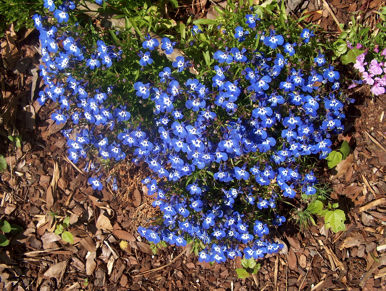Lobelia erinus 'Periwinkle Blue Improved'  / Periwinkle Blue Improved Lobelia
