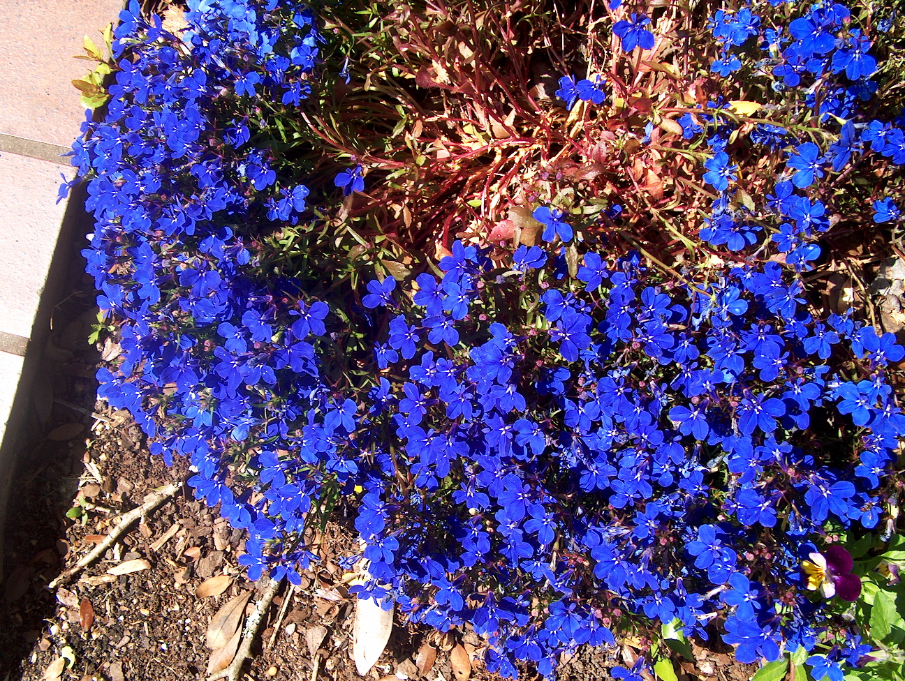 Lobelia erinus 'Waterfall Blue'   / Lobelia erinus 'Waterfall Blue'  