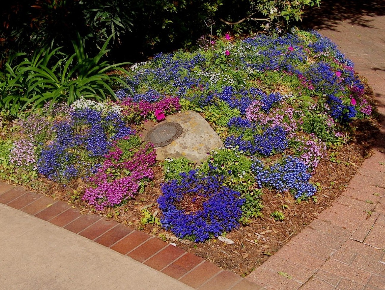 Lobelia erinus   / Lobelia