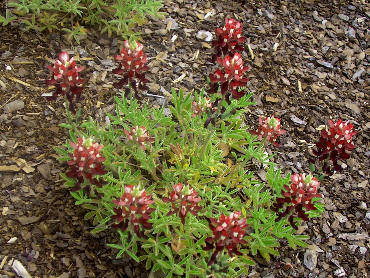 Lupinus texensis 'Texas Maroon' / Texas Maroon Bluebonnet