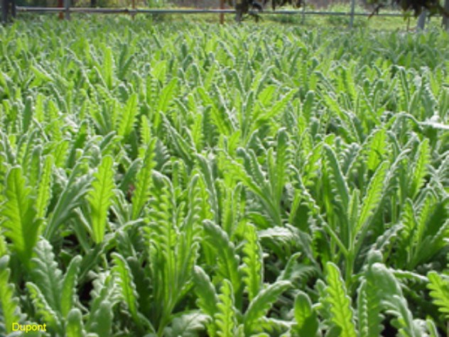 Lavandula heterophylla 'Goodwin Creek' / Lavandula heterophylla 'Goodwin Creek'