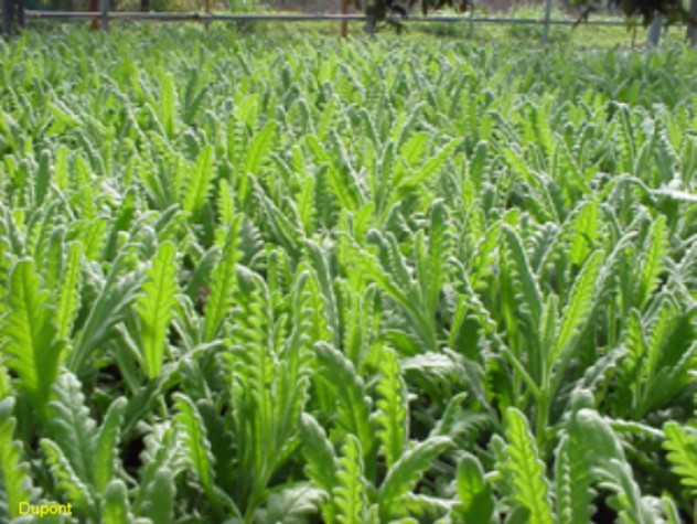 Lavandula heterophylla 'Goodwin Creek' / Goodwin Creek Lavender