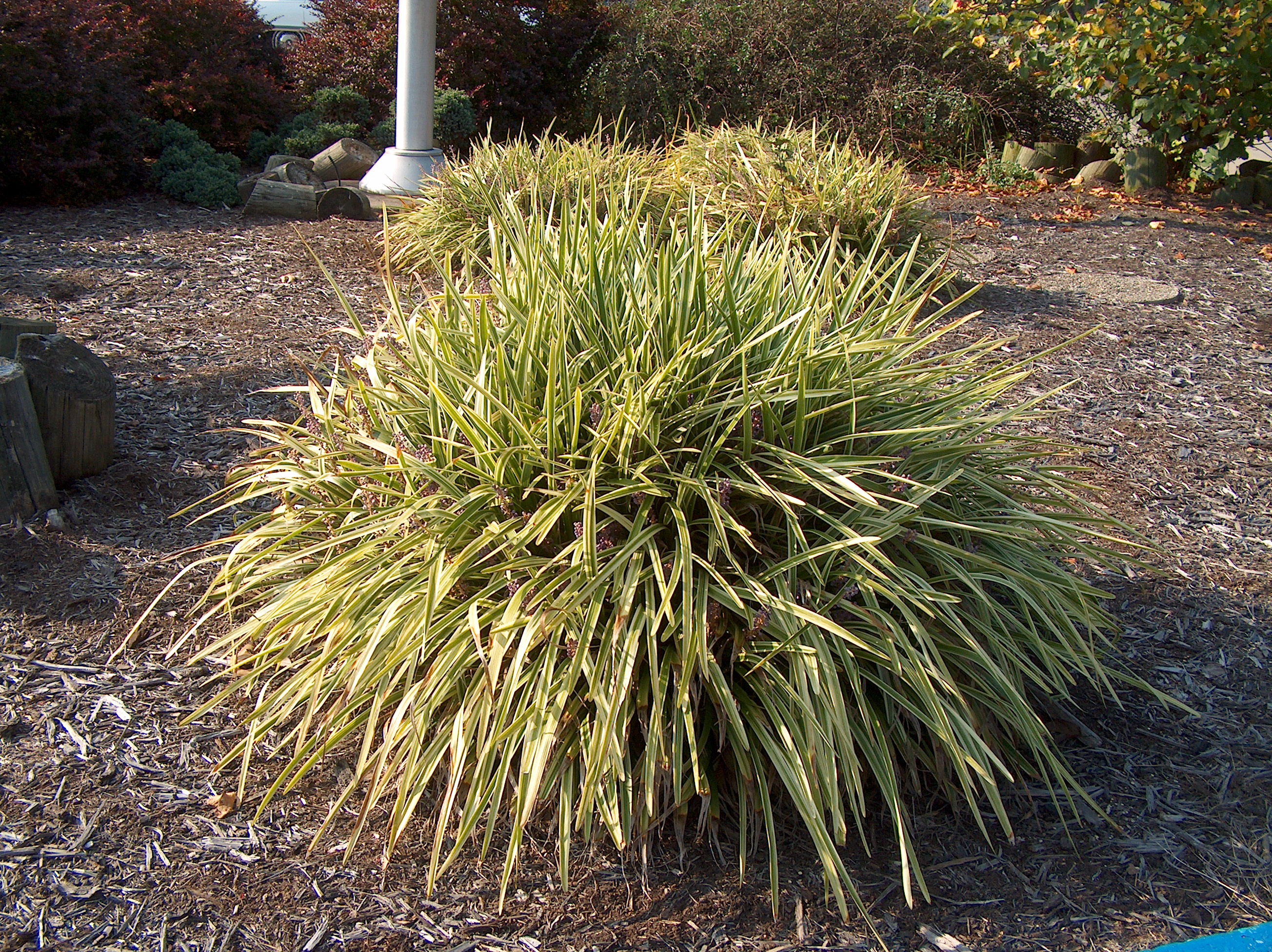 Liriope muscari 'Variegata'   / Liriope muscari 'Variegata'  