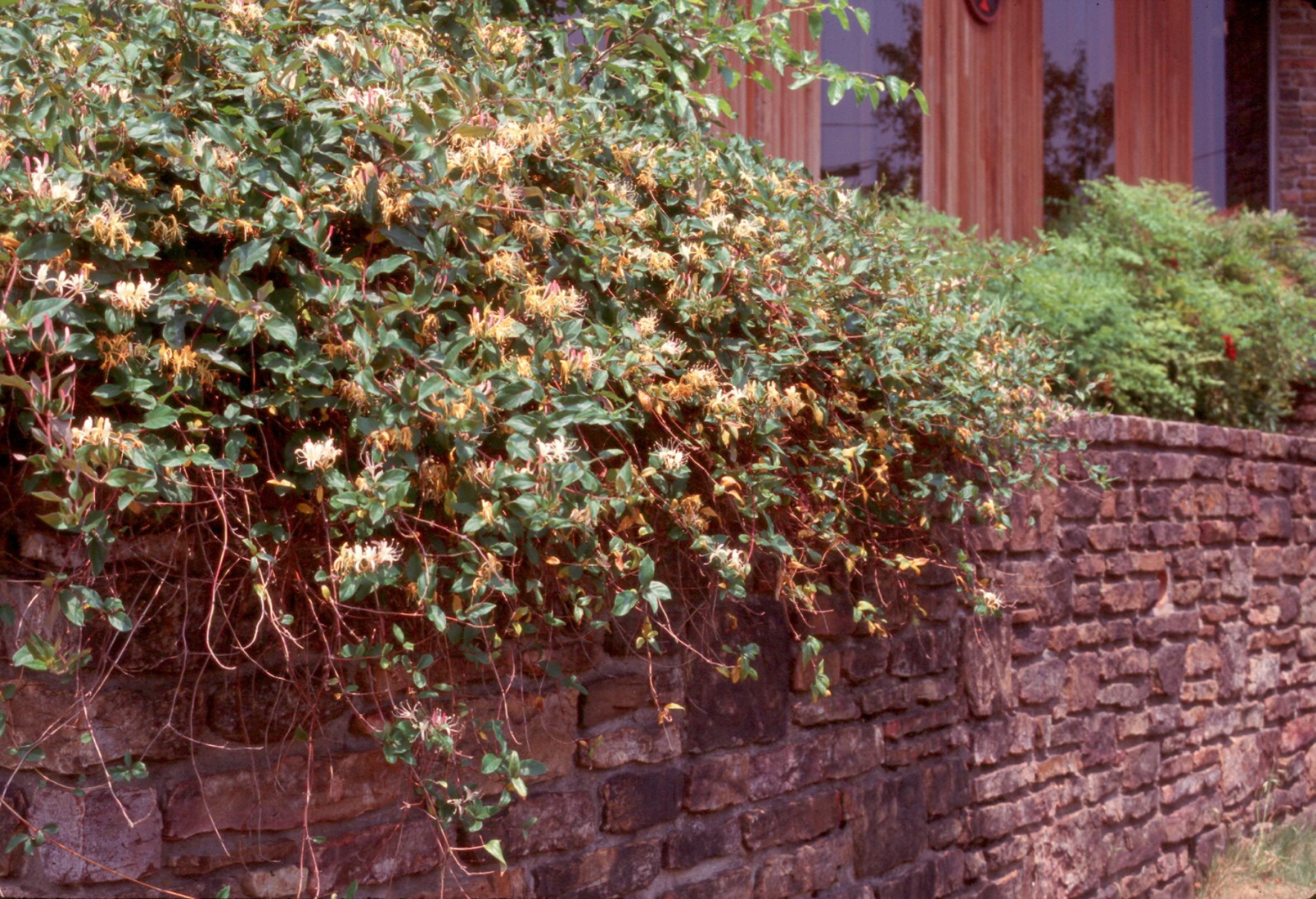 Lonicera japonica 'Purpurea'   / Purpurea Japanese Honeysuckle