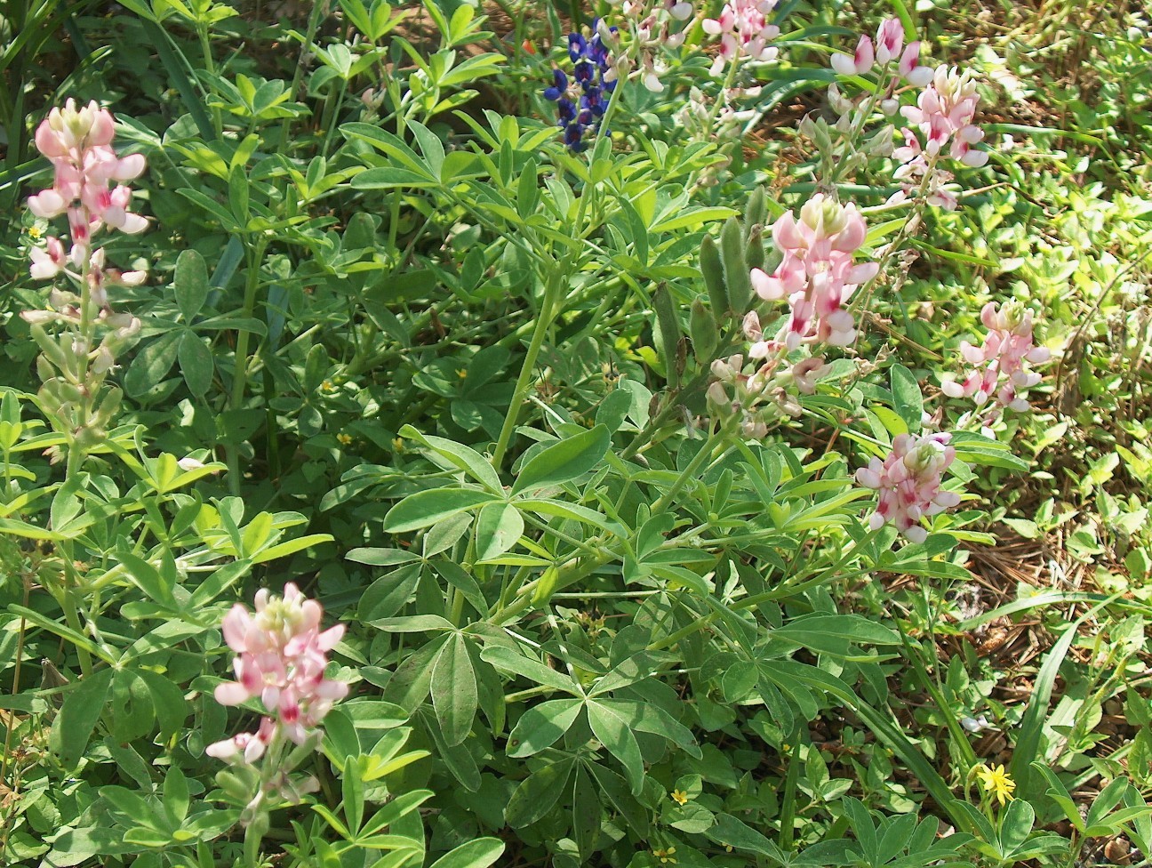 Lupnius texensis 'Abbott Pink'    / Abbott Pink Bluebonnet