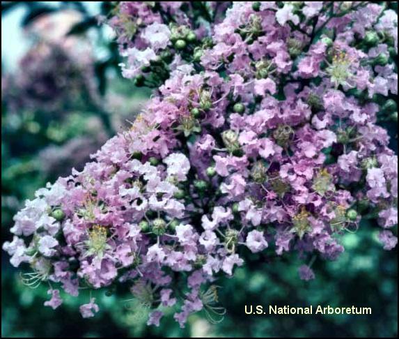 Lagerstroemia 'Muskogee'  / Muskogee Crape Myrtle