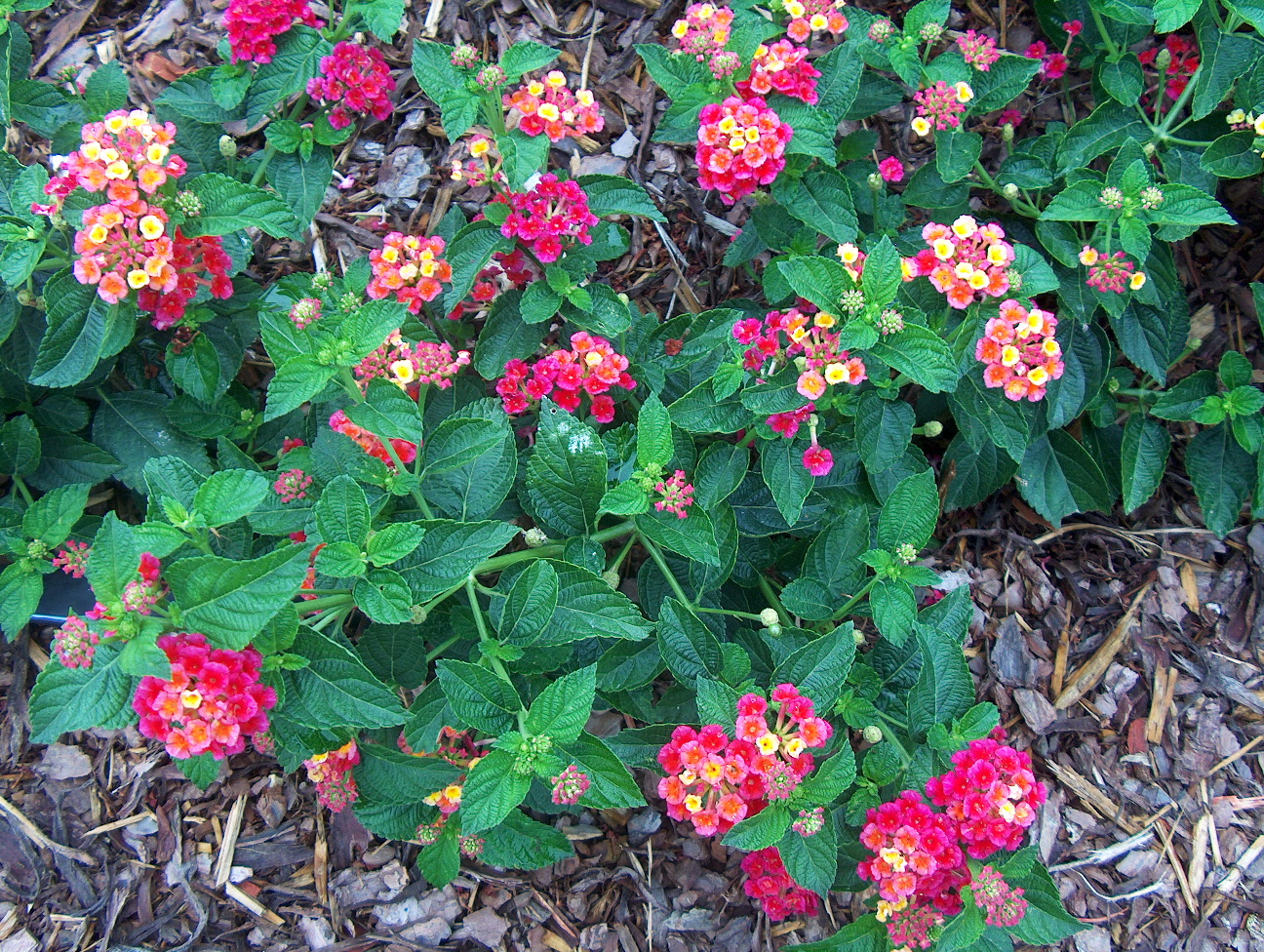 Lantana camara 'Pinata' / Lantana