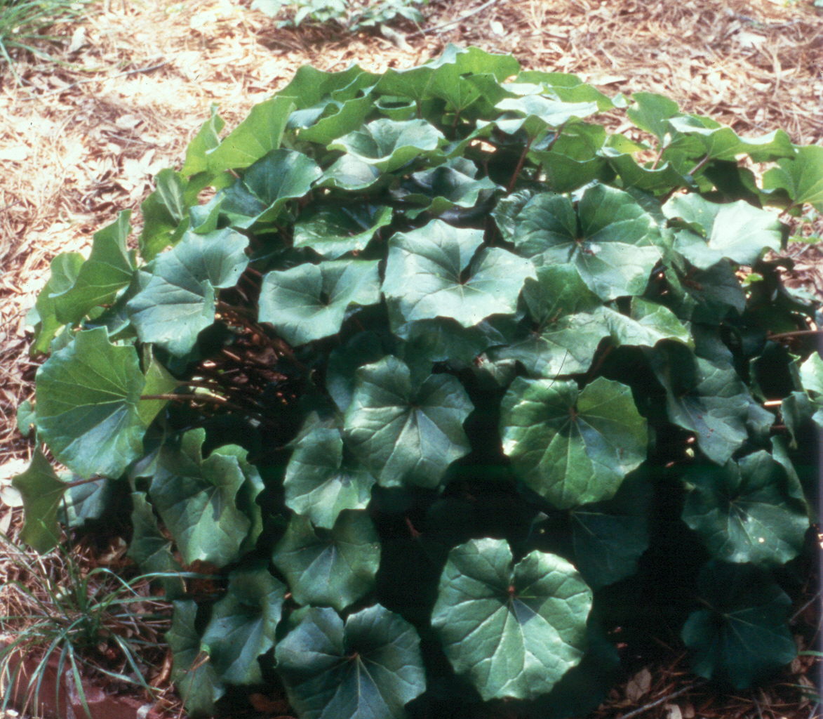 Ligularia tussilaginea   / Ligularia tussilaginea  