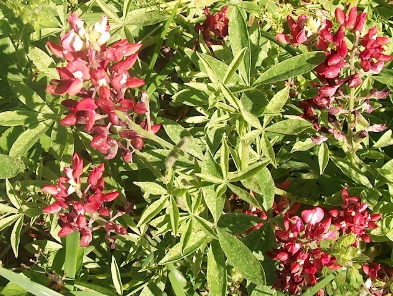 Lupinus texensis 'Alamo Fire'    / Lupinus texensis 'Alamo Fire'   