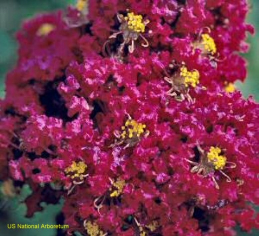 Lagerstroemia 'Arapaho' / Lagerstroemia 'Arapaho'