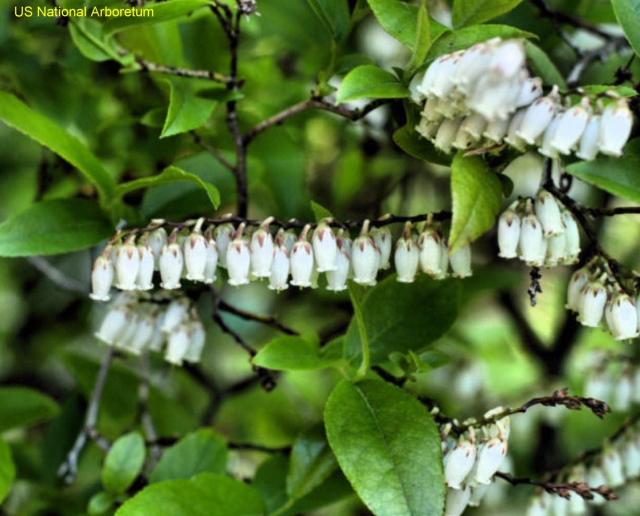 Leucothoe racemosa / Leucothoe racemosa